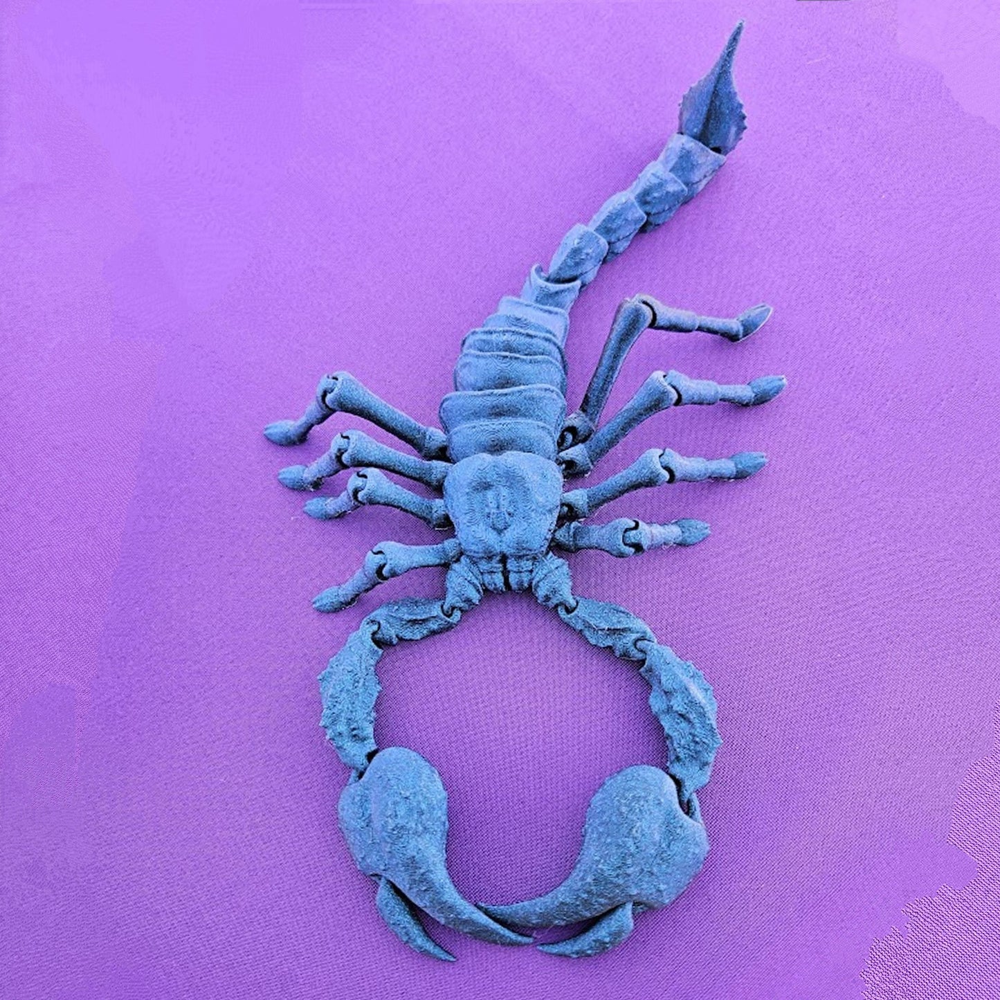 Emperor Scorpion